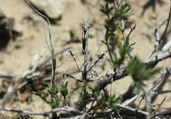 Empusa pennicornis