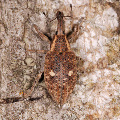 Lepyrus palustris