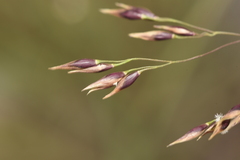 Oryzopsis coerulescens