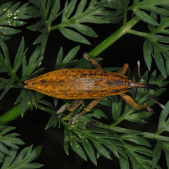 Lixus iridis