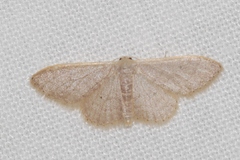 Idaea distinctaria