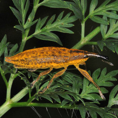 Lixus iridis