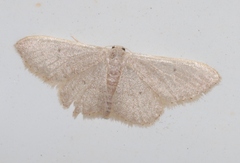 Idaea distinctaria