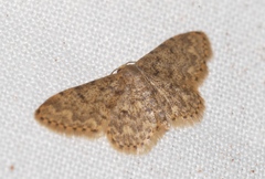 Idaea blaesii