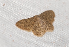 Idaea blaesii
