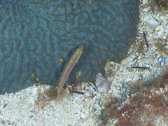 Suezichthys arquatus