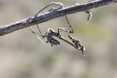 Empusa pennicornis