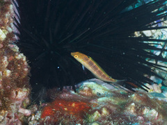 Suezichthys arquatus