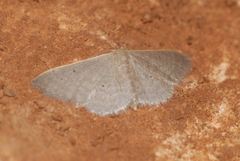 Idaea distinctaria