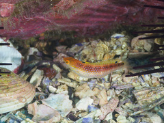 Suezichthys arquatus
