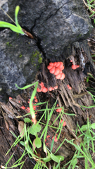 Lycogala epidendrum