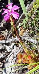 Drosera cuneifolia