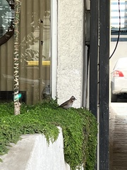 Zonotrichia capensis