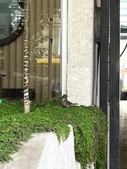 Zonotrichia capensis