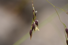Oryzopsis coerulescens