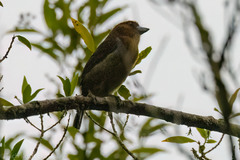 Semnornis frantzii