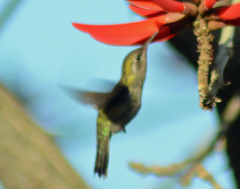 Cynanthus latirostris