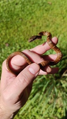 Mastigodryas alternatus