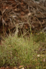 Oryzopsis coerulescens