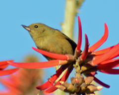 Diglossa baritula
