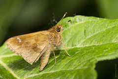 Cymaenes odilia