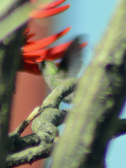 Cynanthus latirostris