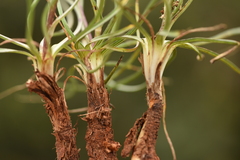 Pseudopodospermum crocifolium