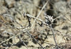 Empusa pennicornis