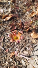 Alstroemeria versicolor