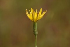 Pseudopodospermum crocifolium
