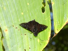 Melanopyge erythrosticta