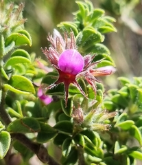 Indigofera candolleana