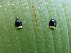 Imatidium thoracicum