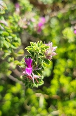 Indigofera candolleana