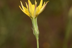 Pseudopodospermum crocifolium