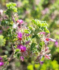 Indigofera candolleana