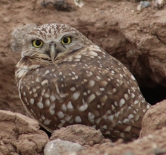 Athene cunicularia hypugaea