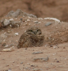 Athene cunicularia hypugaea