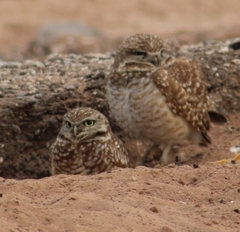 Athene cunicularia hypugaea
