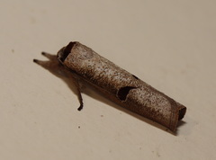 Pilostibes stigmatias