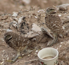 Athene cunicularia hypugaea