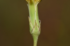 Pseudopodospermum crocifolium