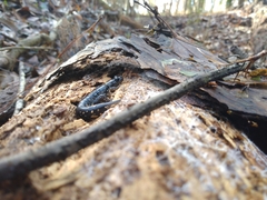 Plethodon mississippi