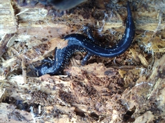 Plethodon mississippi