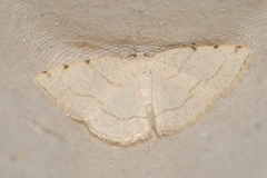 Stegania trimaculata