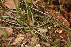 Pseudopodospermum crocifolium