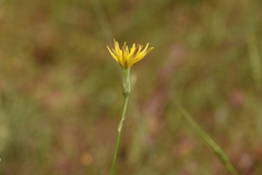 Pseudopodospermum crocifolium