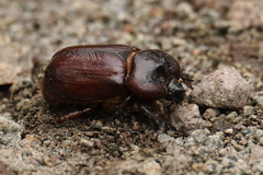 Heterogomphus bourcieri