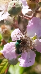 Callistochlora chloris