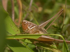 Sepiana sepium